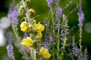 plantas-medicinales
